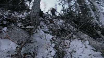 Yeah! Tree! - Life Below Zero: Next Generation