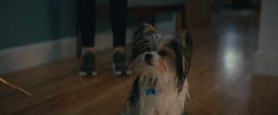 Yeah. You sit, and you stay that way.
[growling] - A Dog's Journey