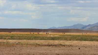 Years before, the Cheyenne
prophet Sweet Medicine - The American Buffalo