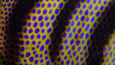 Yellow and blue travel farthest, - Attenborough's Life in Colour