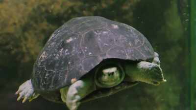 Yellow-headed temple turtles are - Secrets of the Zoo