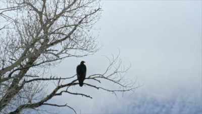 Yellowstone is also home to
an ever growing population - Yellowstone: One-Fifty