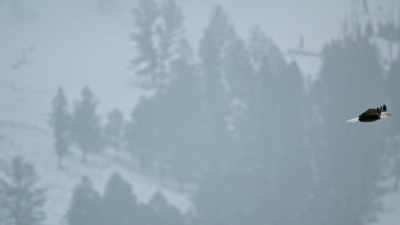 Yellowstone National Park
is an easy place to visit, - Yellowstone: One-Fifty