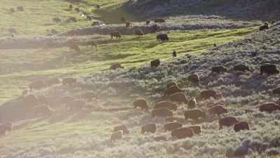 Yellowstone's great herds
are returning - Epic Yellowstone