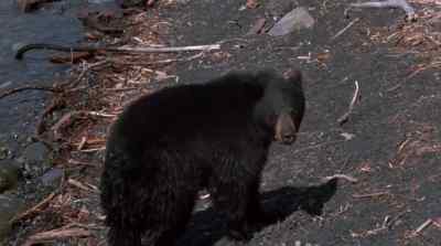 [yelps] - The Bears and I