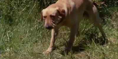 [ Yelps ]
THE RETRIEVER WAS STRUCK... - The Incredible Journey