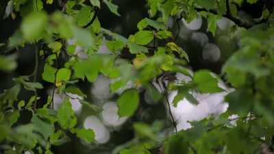 Yes, we could forage
all by ourselves for blackberries. - Extraordinary Escapes with Sandi Toksvig