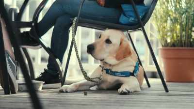 Yes, good job. Hi, buddy. - Inside the Mind of a Dog