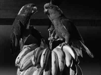 * Yes, we have no bananas! - The Fuller Brush Girl