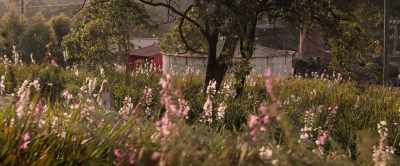 - Yes.
I should have helped her. - Jasper Jones