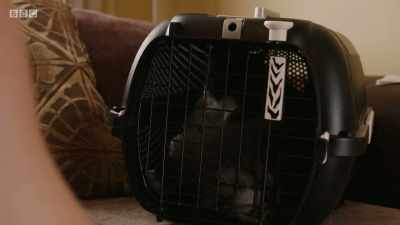 Yes! It's a torture sometimes,
getting her in. - Mountain Vets