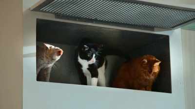 Yes, it's me, Blaine, - Scaredy Cats