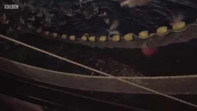 Yes! - Cornwall: This Fishing Life