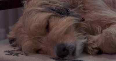 Yes? - For the Love of Benji