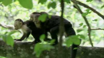 Yes, the achingly intricate ‐‐ - When Nature Calls with Helen Mirren