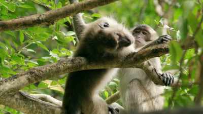 Yes, the achingly intricate ‐‐ - When Nature Calls with Helen Mirren