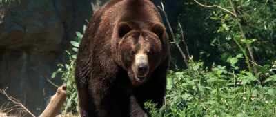Yes, then you have to grizzly and polar bear. - Is Genesis History?