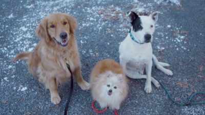 Yes! You stopped when I asked! - The Dog Days of Christmas