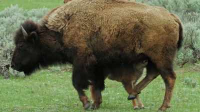 Yesterday, this bison calf
learned a dangerous lesson - Yellowstone: One-Fifty