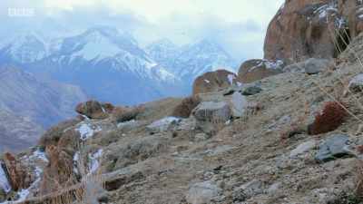 ..yet a few special animals
manage to live here. - Planet Earth: A Celebration