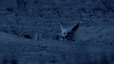 Yet, for all nocturnal desert animals, - Hostile Planet