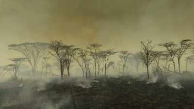 Yet despite the devastation, - Serengeti