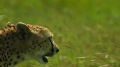 Yet experience is the one thing
Kike doesn't have. - Serengeti