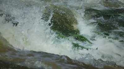 Yet, even here, some do manage to, - The Green Planet