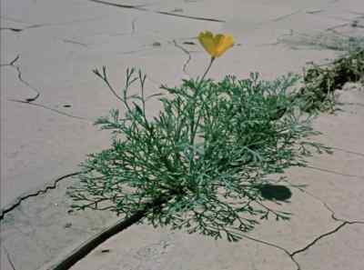 Yet this is only the surface. - The Living Desert