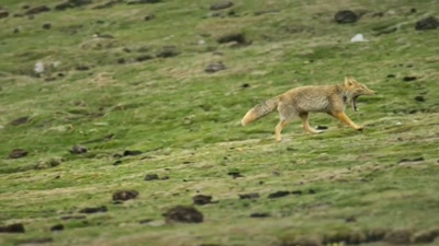 'Yet it's enough to have evolved
an extraordinarily wide gape. - A Year on Planet Earth