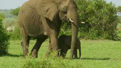 Yet some lessons can never
be planned for. - Serengeti