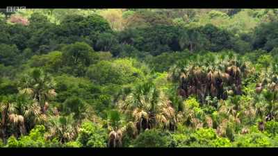 Yet the Cerrado has many
unique species. - Extinction: The Facts