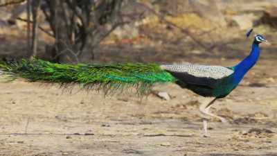 Yet the colours they carry
are clearly very important to them. - Attenborough's Life in Colour