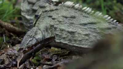 Yet the tuatara survived
when most of its relatives couldn't. - Modern Dinosaurs