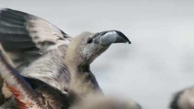 Yet this very wind
that could kill them - Frozen Planet II
