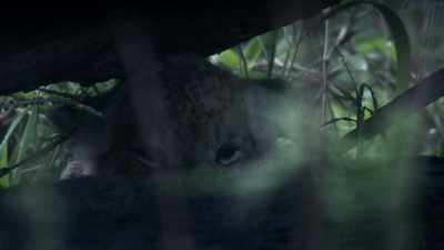 (YIPS) - Dynasties