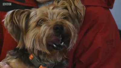 Yorkshire terrier Mackie - Mountain Vets