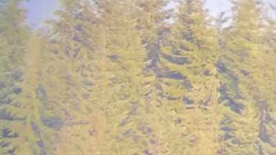 You adjust your eyes to start
looking for certain shapes. - Expedition Bigfoot