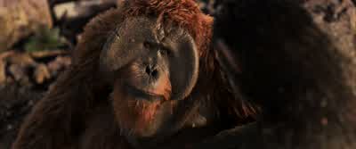 You are all home now. - War for the Planet of the Apes