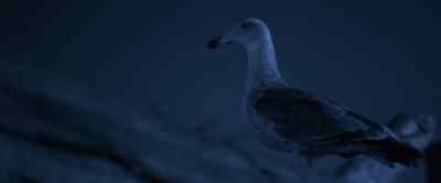 You are henceforth and forever - Jonathan Livingston Seagull