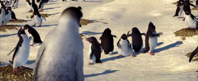 You are not interested in chicas - Happy Feet