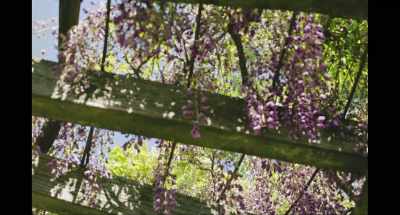 You are right - Love Like the Falling Petals