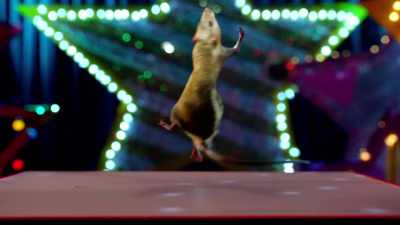 # You are the dancing queen - Ratburger
