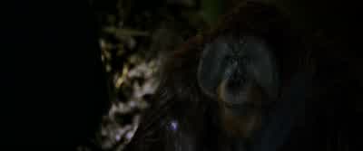 You... Are very brave. Brave? Brave! Brave! - War for the Planet of the Apes
