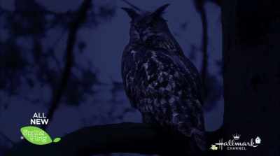 You be my lookout, okay? - Nature of Love