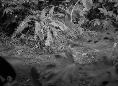You blundering idiots! - Tarzan and the Huntress