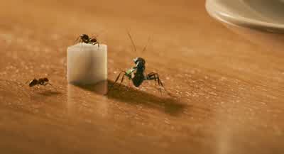 You can do it, Scott. - Ant Man