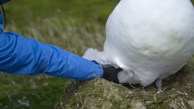 You can get really close to them
without scaring them off, - A Year on Planet Earth