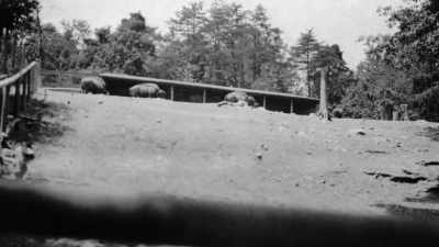 You can imagine the fence - The American Buffalo