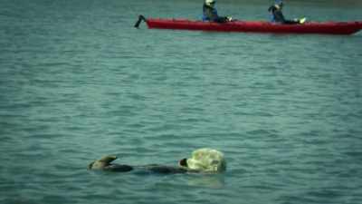 You can just wait there, - United States of Animals
